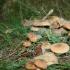 К чему снится собирать грибы в лесу по сонникам К чему снятся грибы в лесу зимой